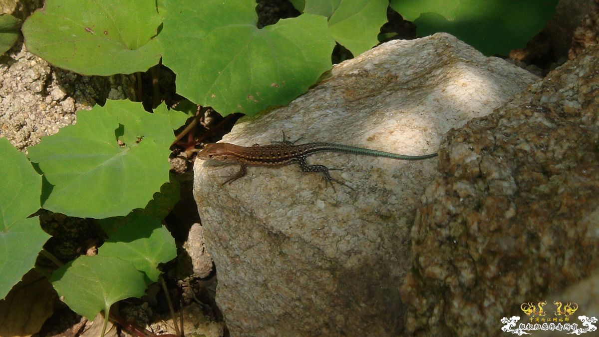 丽斑麻蜥（Eremias argus）生态小照～～