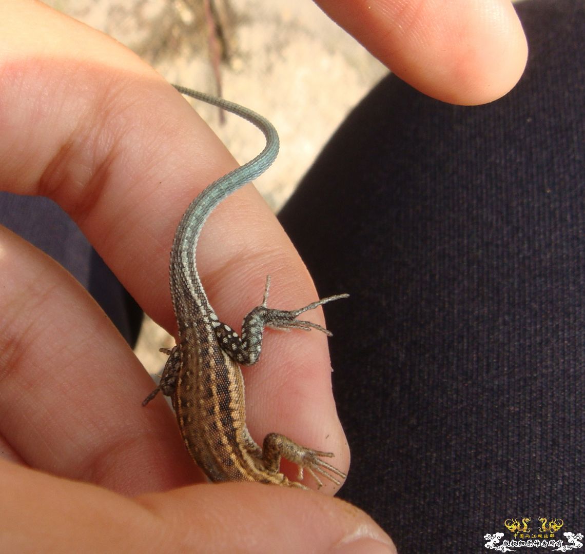 丽斑麻蜥（Eremias argus）生态小照～～