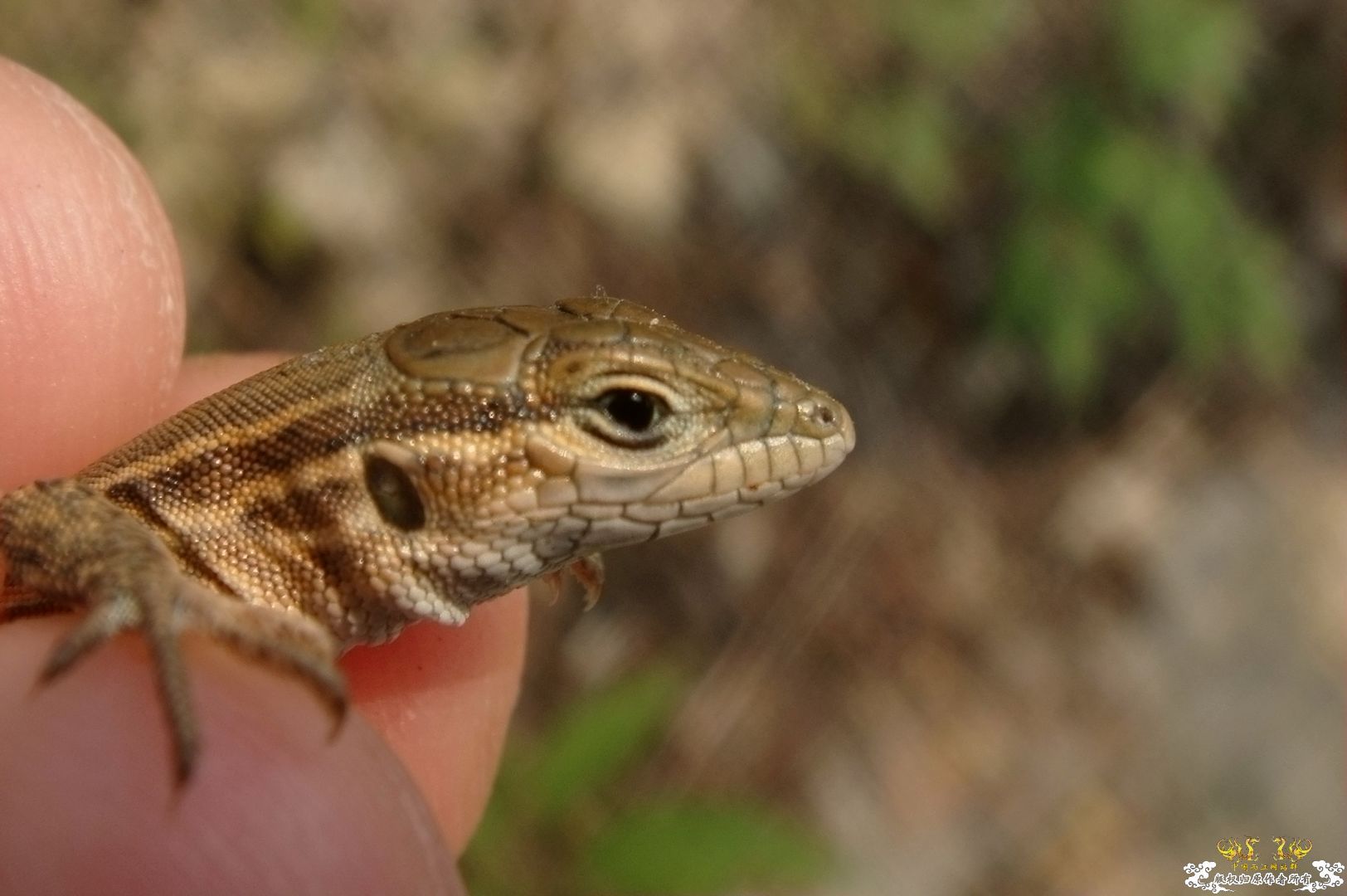 丽斑麻蜥（Eremias argus）生态小照～～