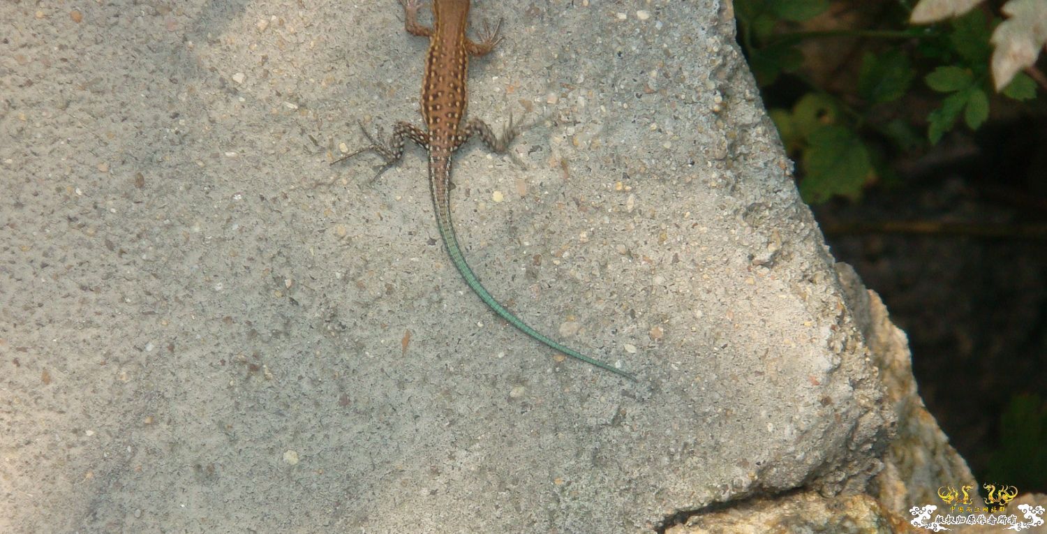 丽斑麻蜥（Eremias argus）生态小照～～