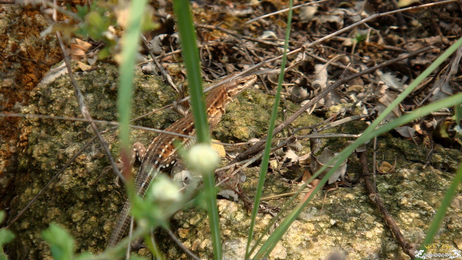 丽斑麻蜥（Eremias argus）生态小照～～