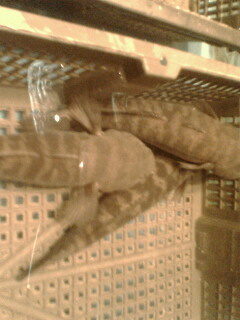 我在上海。。某海鲜饭店