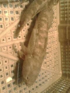 我在上海。。某海鲜饭店