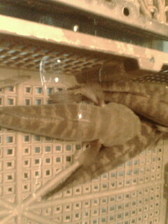 我在上海。。某海鲜饭店