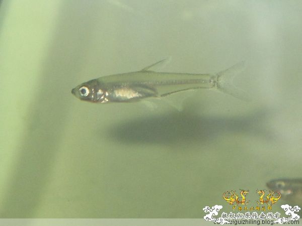 这是什么鱼啊！！！！！！