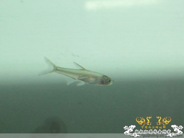 这是什么鱼啊！！！！！！