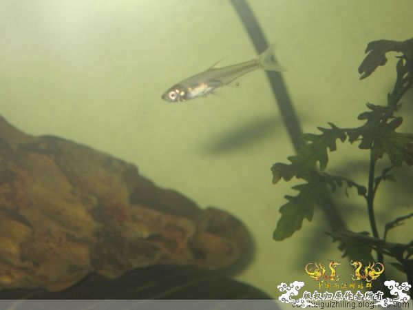 这是什么鱼啊！！！！！！