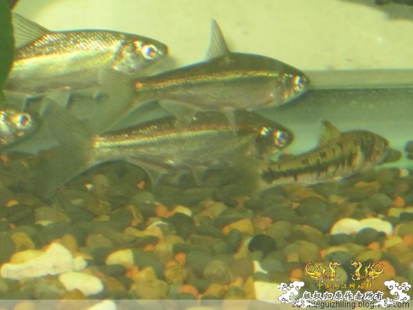 我养的原生鱼！！！！！！