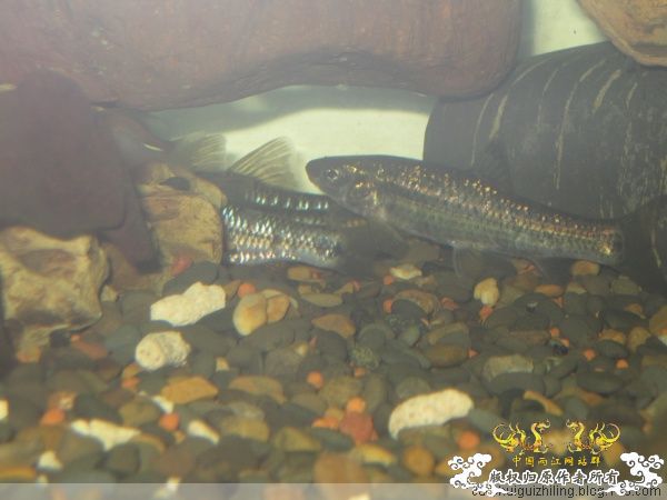 我养的原生鱼！！！！！！