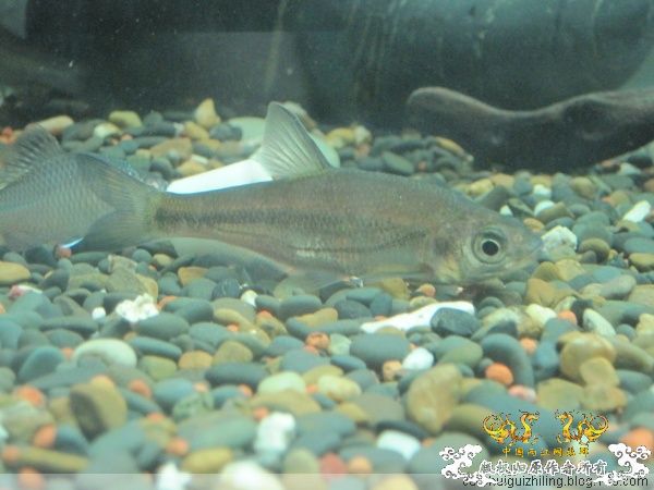 我养的原生鱼！！！！！！