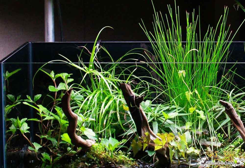 草友的生态缸 [9P]