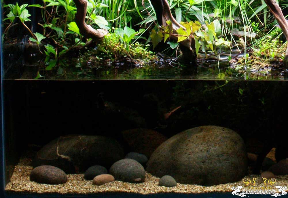 草友的生态缸 [9P]