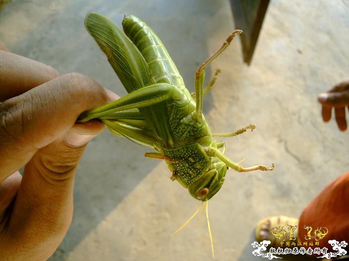 虫虫