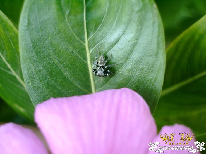 虫虫