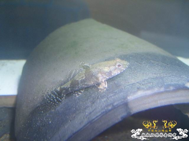 沙塘鳢的生活