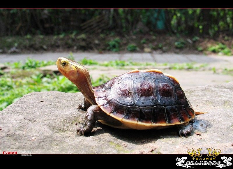遗照-两只黄缘先后归西.