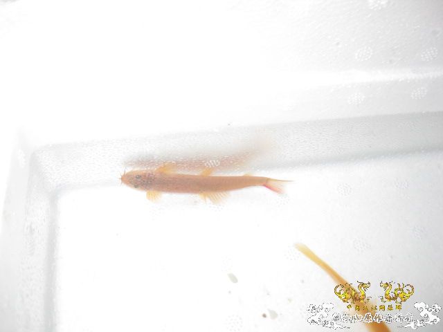 求鱼名