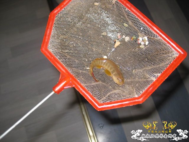求鱼名