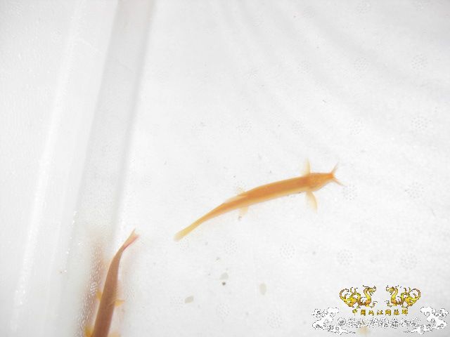 求鱼名