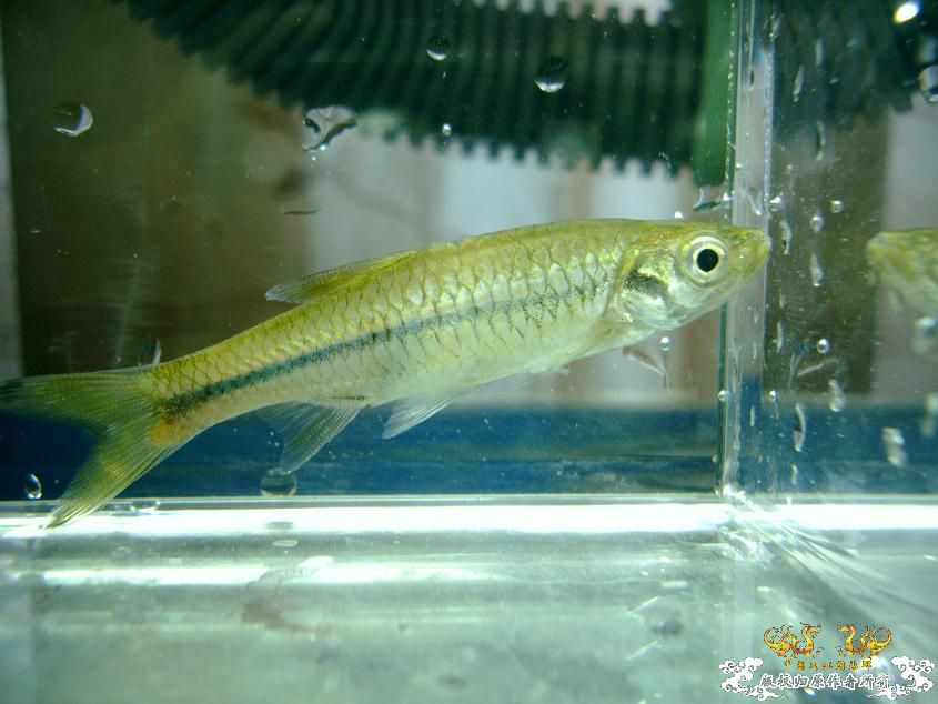 Rasbora steineri Nichols et Pope, 1927