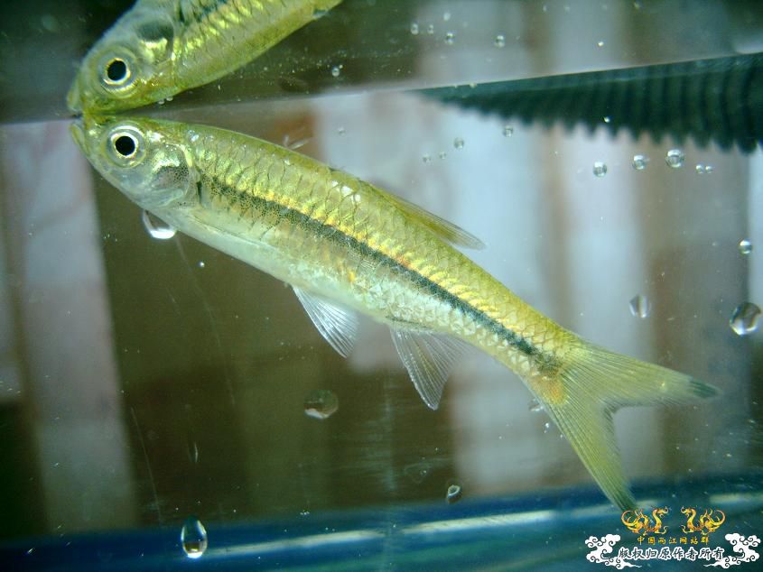 Rasbora steineri Nichols et Pope, 1927