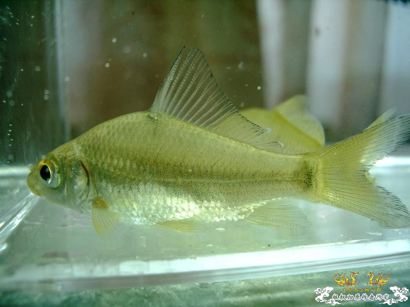 Carassioides cantonensis Heincke, 1892