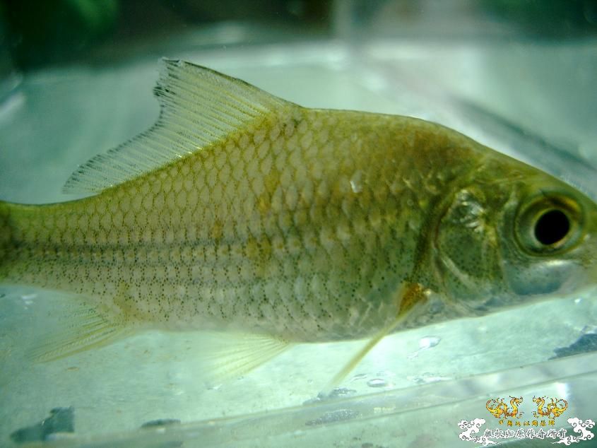 Carassioides cantonensis Heincke, 1892