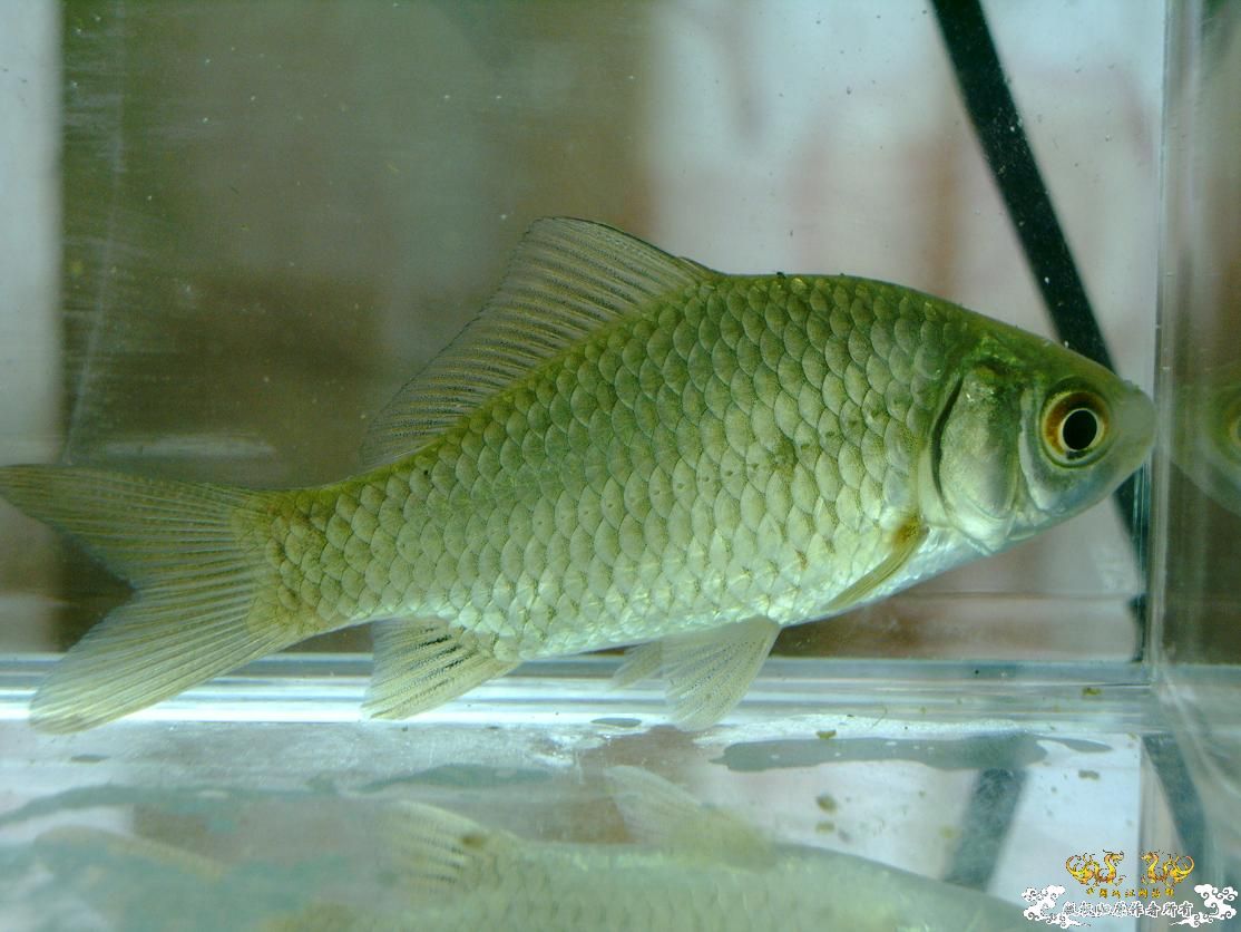 Carassioides cantonensis Heincke, 1892
