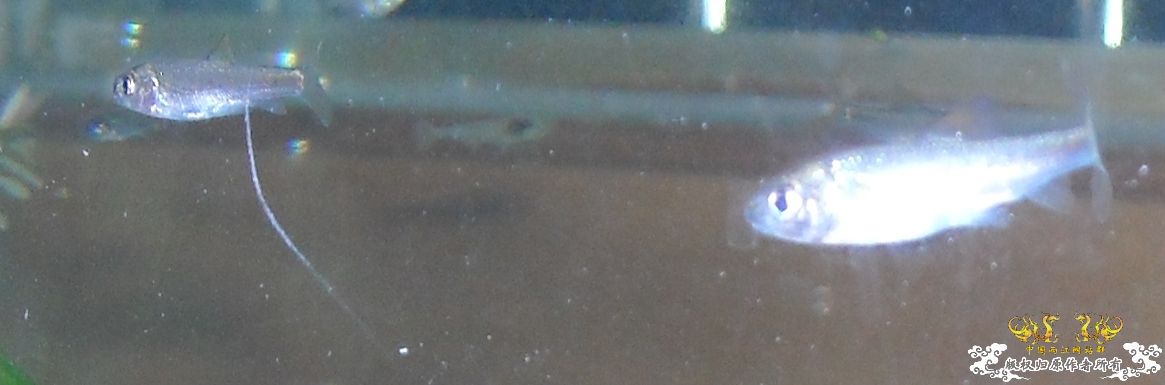 [求助]请各位大大认个鱼