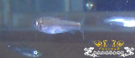 [求助]请各位大大认个鱼