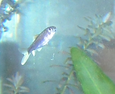 [求助]请各位大大认个鱼