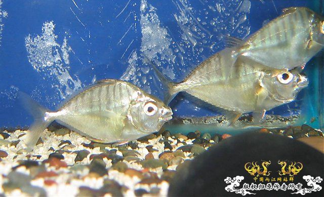 借地方 认个小鱼 非原莫怪。。。