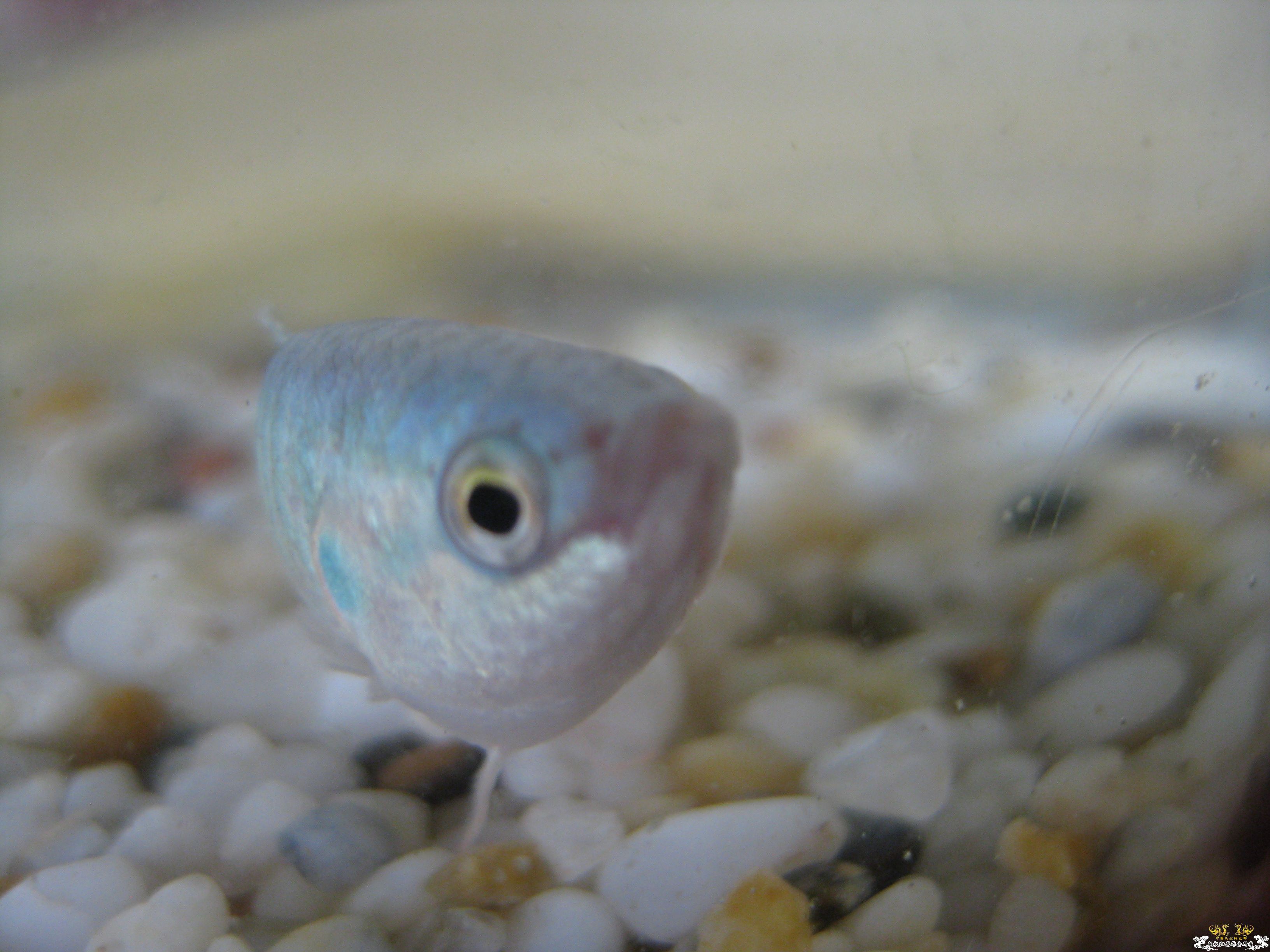 新进小蓝，请问公母？