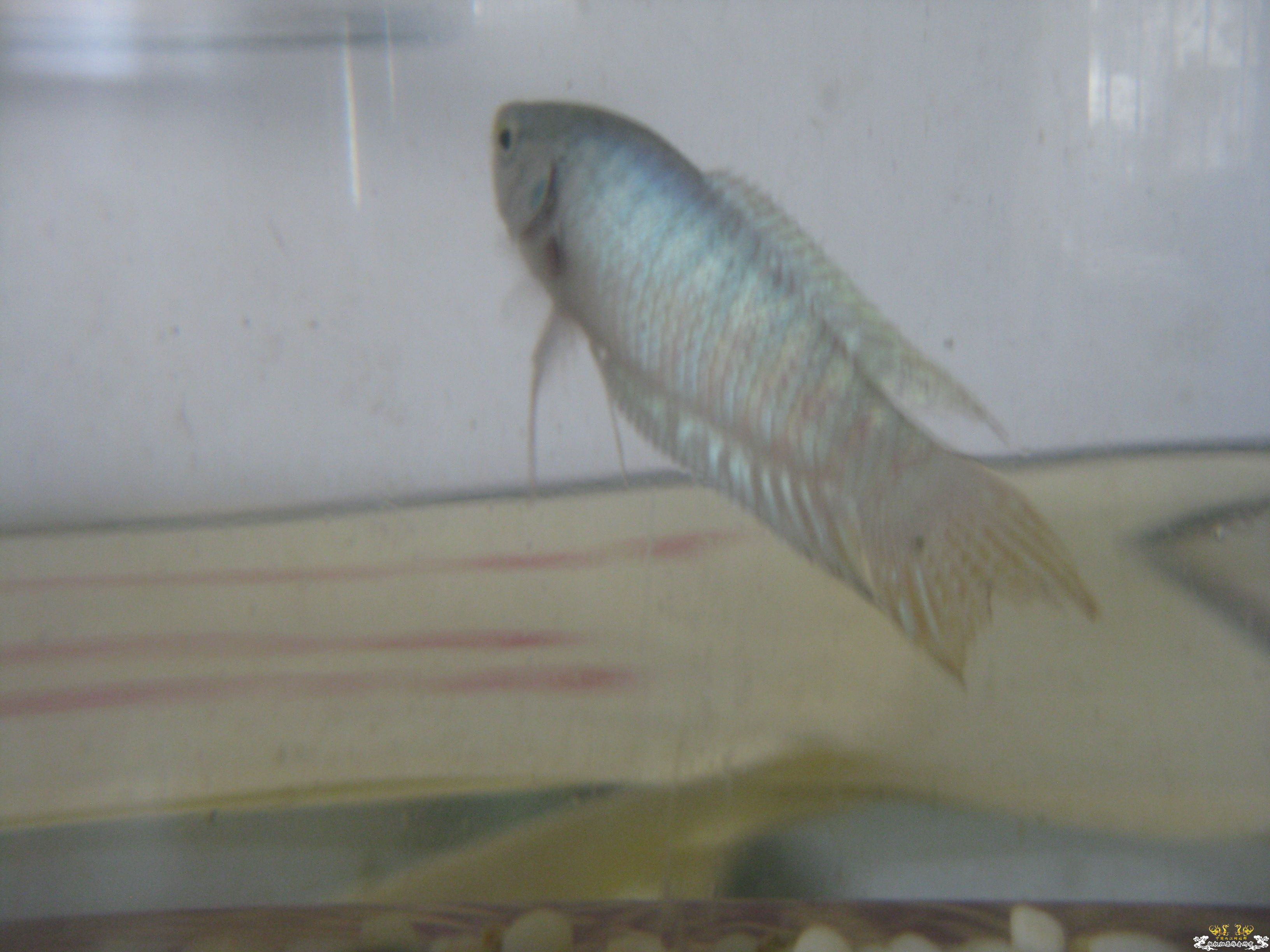 新进小蓝，请问公母？