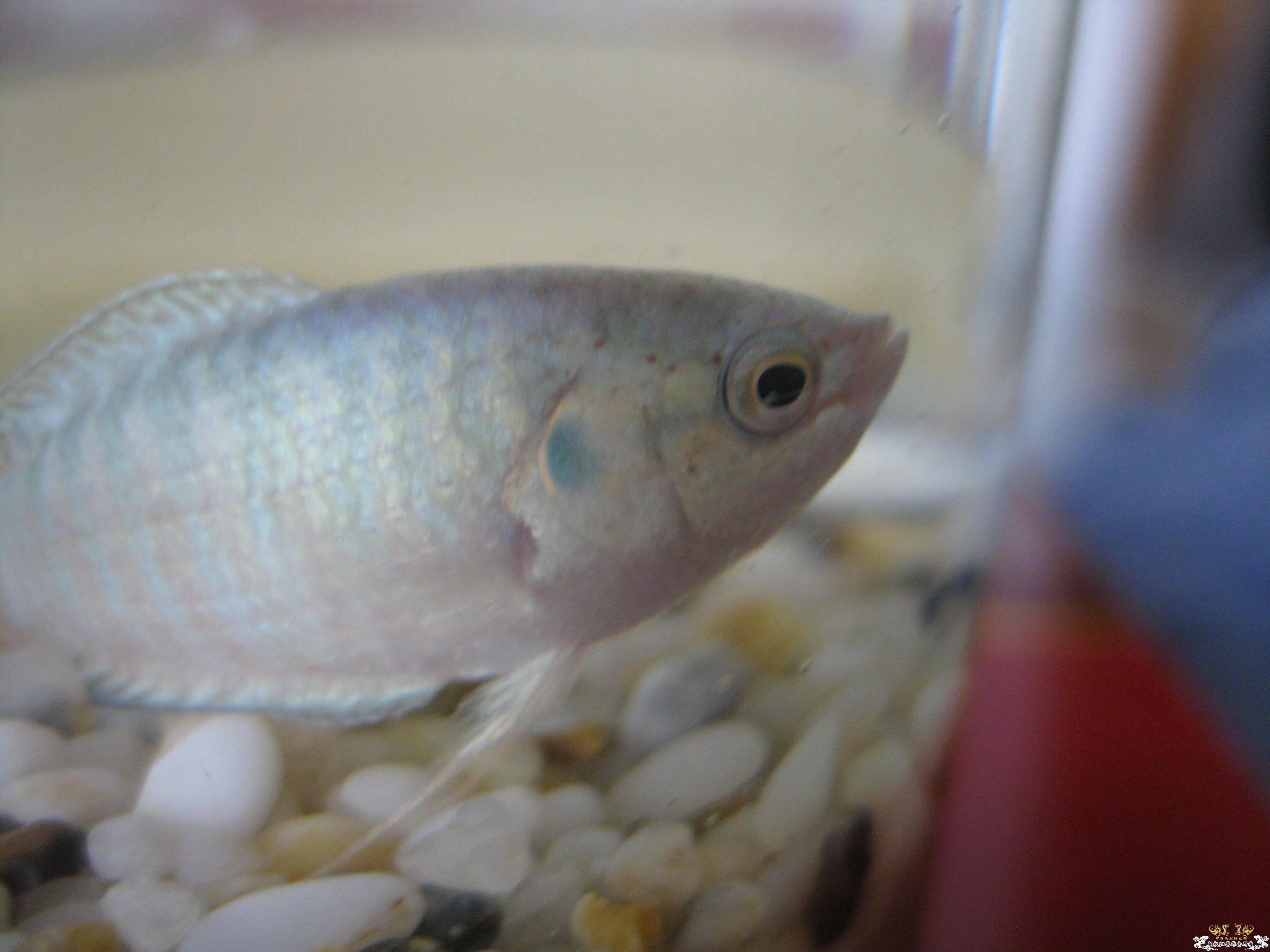 新进小蓝，请问公母？