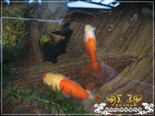 半养原生半养金鱼
