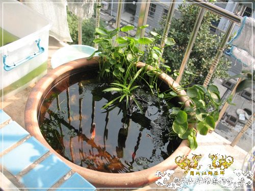 半养原生半养金鱼