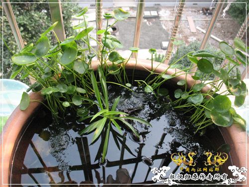 半养原生半养金鱼