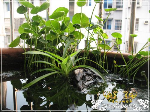 半养原生半养金鱼