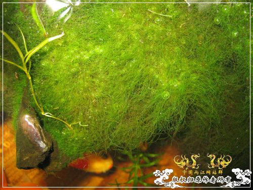 半养原生半养金鱼