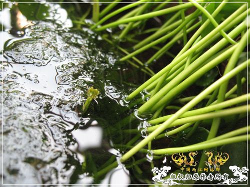 半养原生半养金鱼