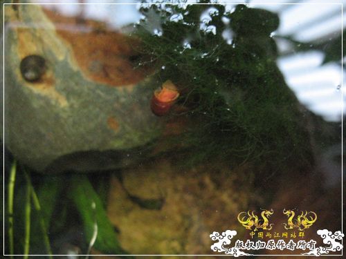 半养原生半养金鱼