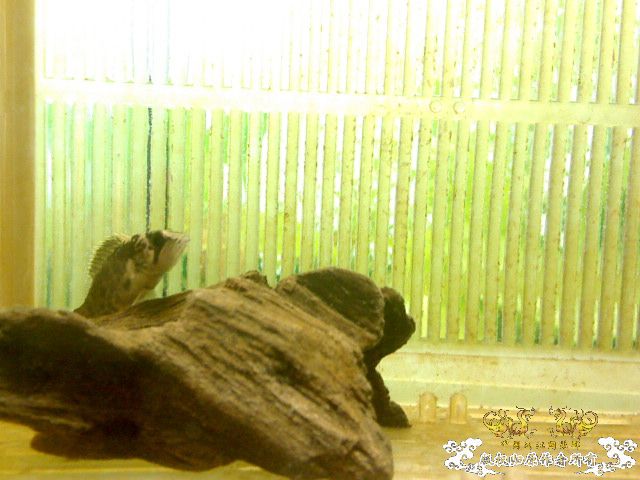 暗鳜3CM