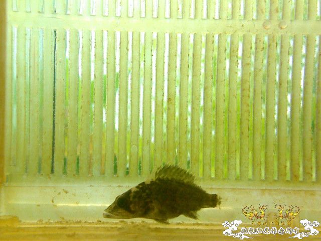 暗鳜3CM