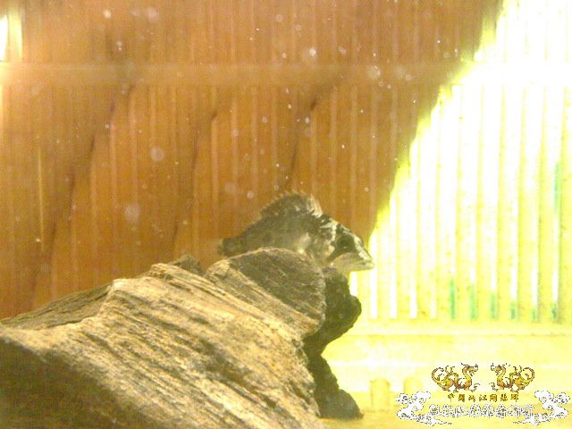 暗鳜3CM