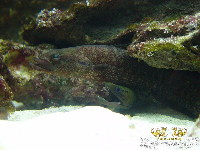 【再问】那条黑色的是啥