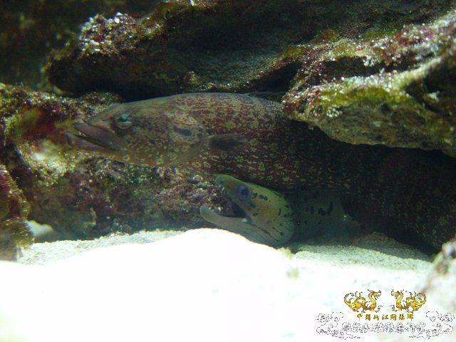 【再问】那条黑色的是啥