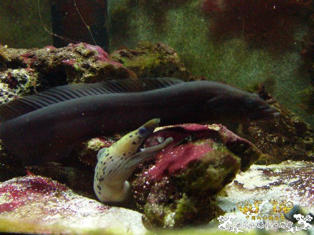 【再问】那条黑色的是啥