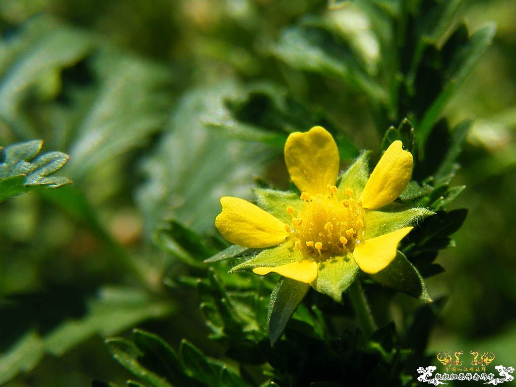 小花
