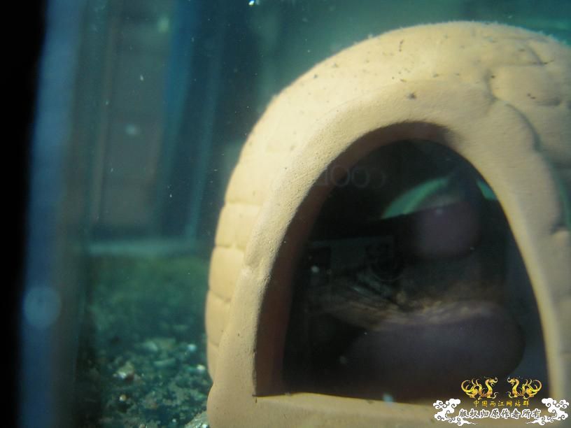 现在唯一一条鱼